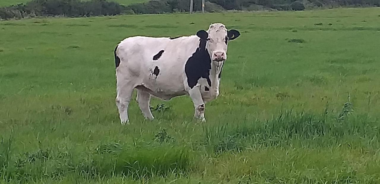 Murphys Irish Farmhouse Tralee Eksteriør billede